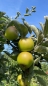 Preview: Ribston Pepping Apfel